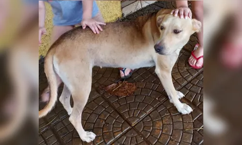 Cadela morre após ter sido abusada em São Pedro do Ivaí