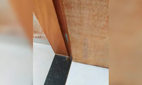 Criança é picada por escorpião em Sarandi