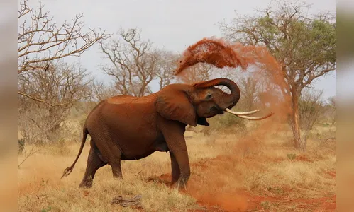 Elefante mata turista pisoteado em Safari na Uganda