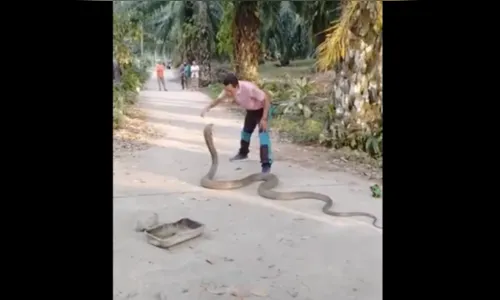 Homem captura cobra de 5 metros com as mãos; veja