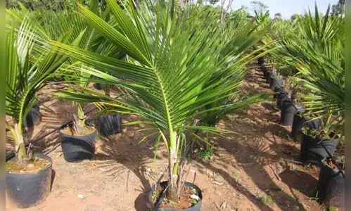 Trio furta mudas de coqueiro em viveiro de Mauá da Serra