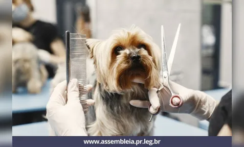 Lei garante ao cliente o direito de acompanhar banho e tosa