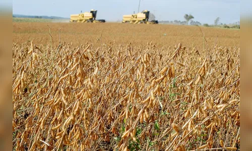 Redução no potencial agrícola é previsto devido à estiagem