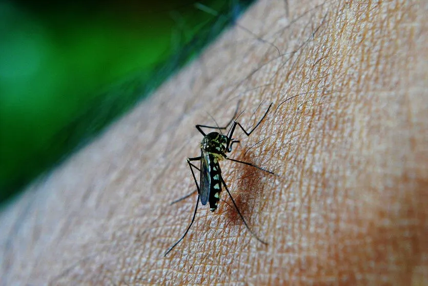 Arapongas tem três casos confirmados de dengue