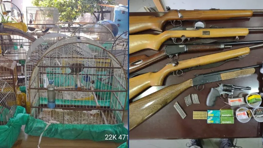 Homem é preso por manter mais de 40 pássaros em cativeiro