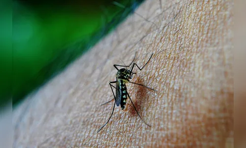 Arapongas tem três casos confirmados de dengue