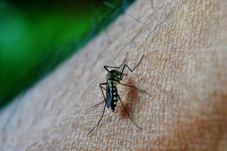 Arapongas tem três casos confirmados de dengue