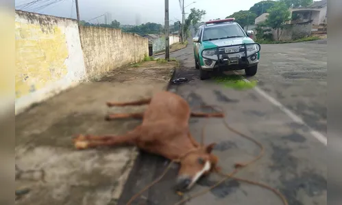 Cavalo abandonado morre em Arapongas e GDA busca por dono
