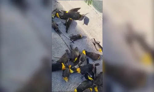 Centenas de pássaros caem mortos no México; vídeo