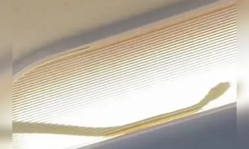 Cobra é encontrada em avião e piloto faz pouso de emergência