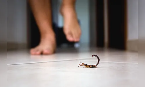 Foi registrado 1.777 casos envolvendo animais peçonhentos