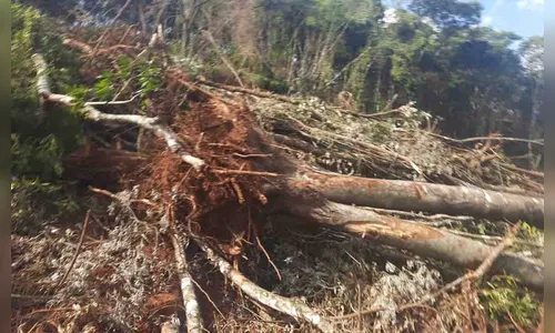 Sete pessoas são presas por crime ambiental no Paraná