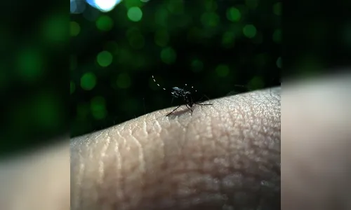 Informe semanal da dengue registra 100 novos casos no Paraná