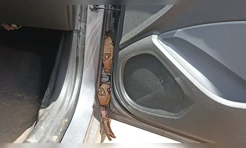 Jiboia é encontrada dentro de viatura da Polícia Civil