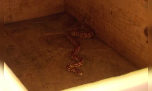 Moradora leva susto ao encontrar cobra em apartamento no PR