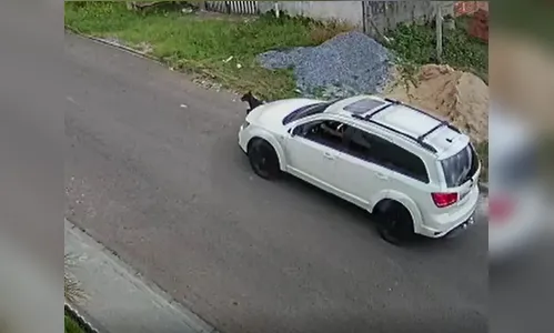 Motorista que atropelou cão em rua no Paraná é identificada
