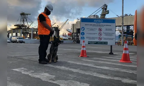 Paraná é pioneiro em inspeção de segurança com cães de faro