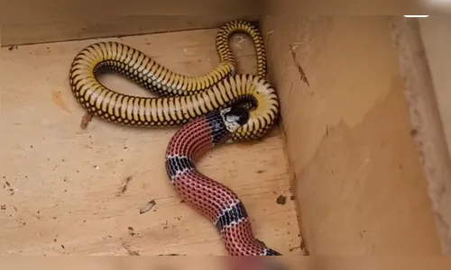 Vídeo: coral-verdadeira vomita outra cobra após resgate