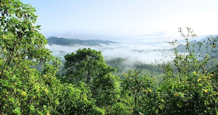 Amazônia pode estar chegando a ponto irreversível