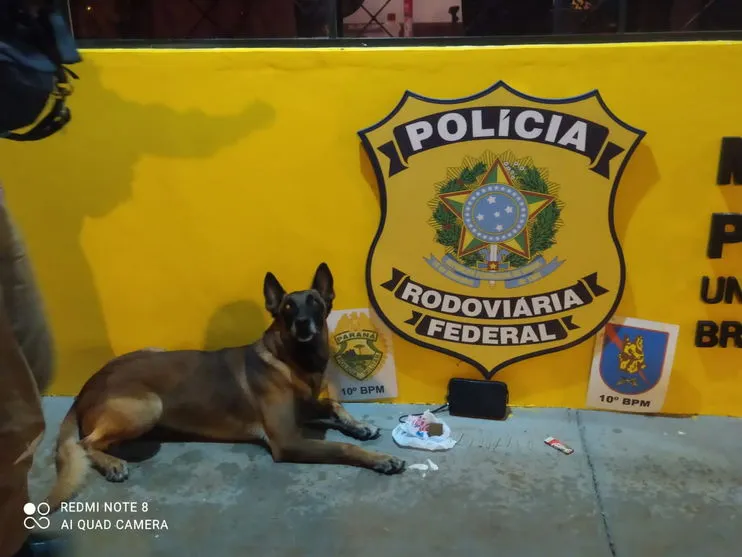 Cão Nino encontra maconha na mala de passageira de ônibus