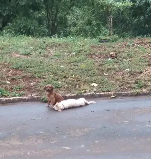 Cão fica 24 horas ao lado de 'amigo' que morreu atropelado