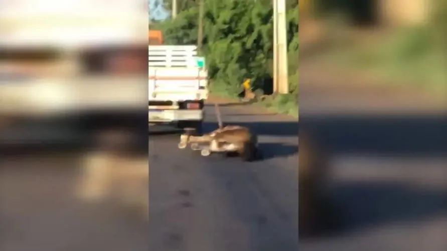 Cavalo morre depois de ser arrastado em rodovia do Paraná