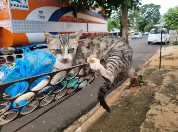 Gatinho dá trabalho para Brigada Comunitária em Jandaia