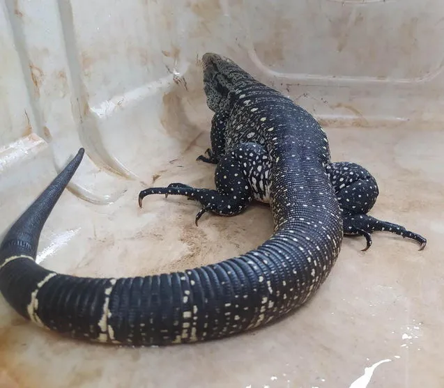 Lagarto é resgatado preso dentro de tubulação em Arapongas