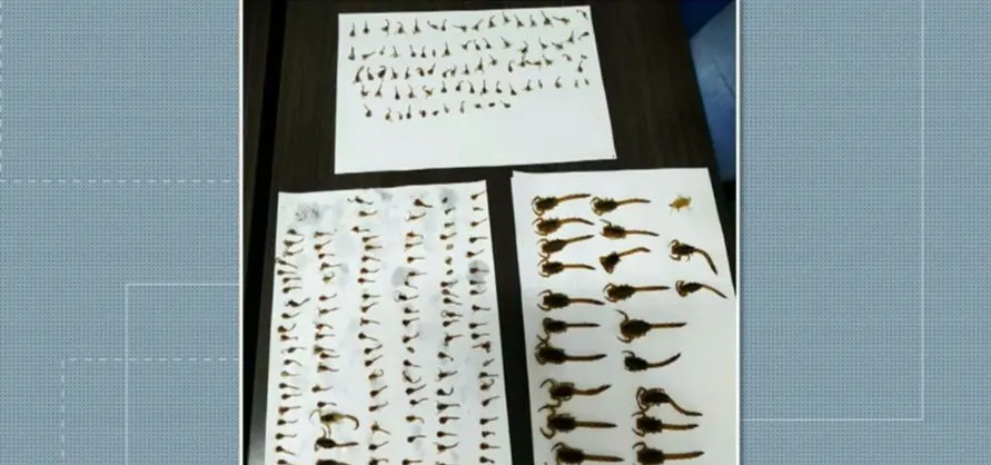 Mais de 200 escorpiões são encontrados em casa no Paraná