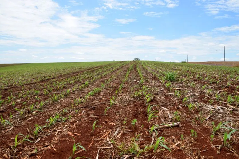 Nesta temporada, o milho safrinha deve ser plantado em área de 91 mil hectares