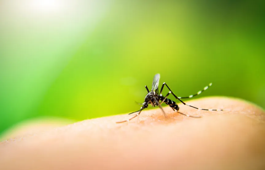 O Aedes está presente em todo o estado e a doença já tem 1.110 casos confirmados