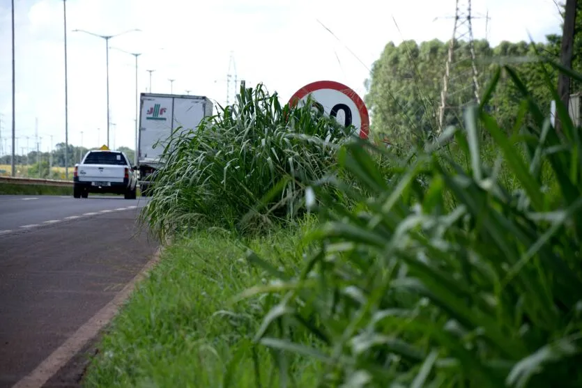 O mato alto prejudica a visão das placas de sinalização e coloca em risco os usuários da rodovia