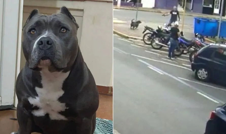 SP: cadela foge de casa e é baleada no meio da rua