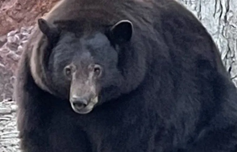 Urso-negro avistado na cidade de South Lake Tahoe, na Califórnia