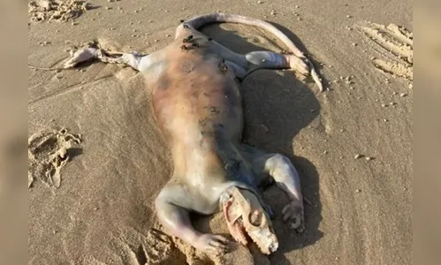 'Alienígena' é encontrado em praia após inundações