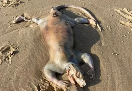 'Alienígena' é encontrado em praia após inundações