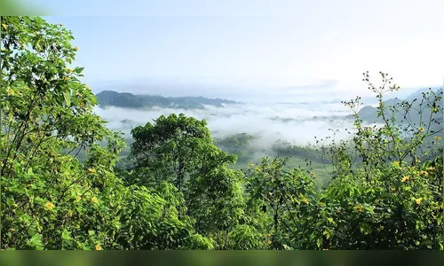 Amazônia pode estar chegando a ponto irreversível