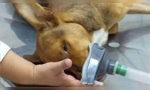 Cachorro é baleado em Manoel Ribas e PM presta socorro