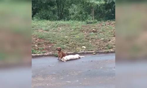 Cão fica 24 horas ao lado de 'amigo' que morreu atropelado