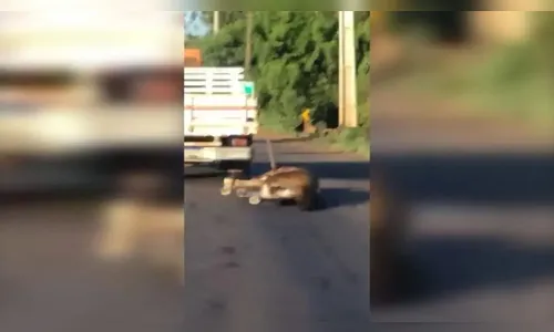 Cavalo morre depois de ser arrastado em rodovia do Paraná