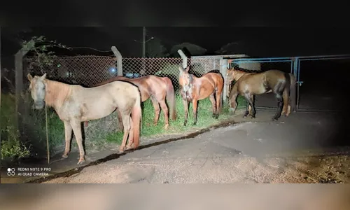 Cavalos furtados são recuperados em Apucarana