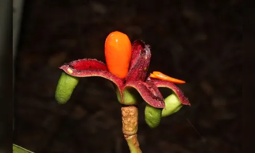 Cientistas identificam nova árvore nativa da Amazônia