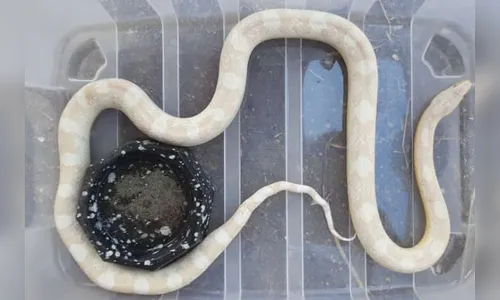 Cobra exótica dos EUA é encontrada em cidade do Paraná