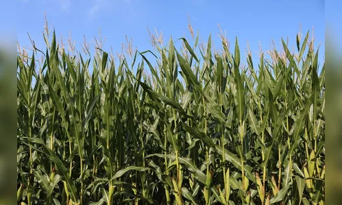 Estiagem provoca perdas de R$ 16 bilhões no Paraná