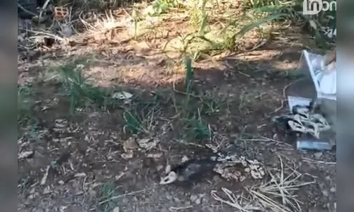 Família de gambás com 7 filhotes é resgatada em Arapongas