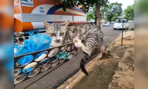 Gatinho dá trabalho para Brigada Comunitária em Jandaia