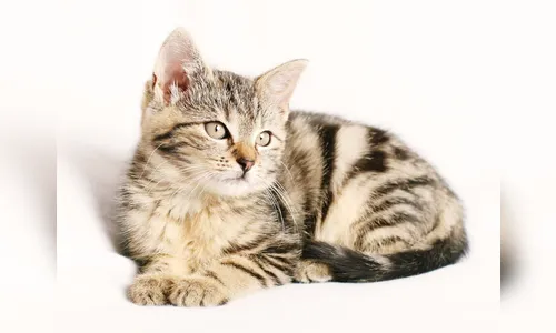 Homem é preso após capturar e torturar gata até a morte