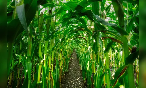 Homem invade milharal com trator e causa prejuízos