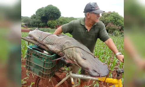 Homem pesca peixe de mais de 40 kg no Rio Paraná