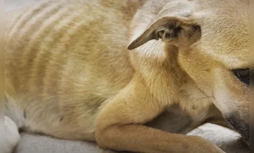 Mulher é denunciada por maus-tratos contra cães em Lunardelli